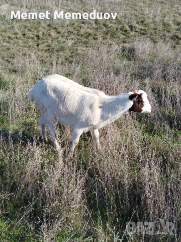 Продавам две ярета и една коза , снимка 7 - Кози - 53082435