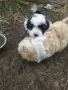 Руски цветни болонки!!, снимка 4