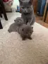 Британски късокосмести котета , снимка 5