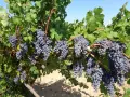 Продавам грозде сорт "МЕРЛО", снимка 2