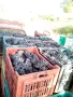 продавам грозде мерло и Каберне , снимка 7