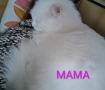 бяло коте, британска късокосмест, 9 мес., снимка 12