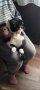 2бр котета екзотична късокосместа персийка на 4-5месеца , снимка 6