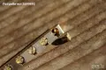 Месингов стратски регулируем нът 43мм и 42mm, снимка 3
