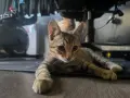 Подарявам малко котенце, снимка 2