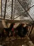 Прадават с кокошки и млади петли, снимка 1