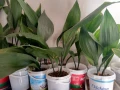 Семейно щастие (Аспидистра) с обща височина 40-50см., снимка 2