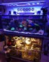 Изработвам соленоводни аквариуми по желание и размер на клиента , снимка 11