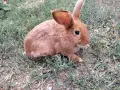 Бургундски зайци , снимка 1