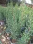 Аризонски кипарис ( Cupressus arizonica), снимка 1