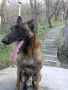 Белгийска овчарка Обучена , снимка 2
