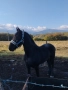 Продавам кобили, снимка 6