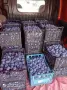 Продавам Сливи Стенлей, снимка 1