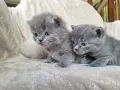 Британски дългокосмести котета , снимка 9