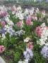 Букети от зюмбюл, снимка 1 - Градински цветя и растения - 44584539