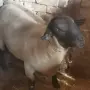 Продавам мъжки Суфолк , снимка 1