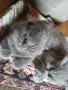 Котета британчета, снимка 3
