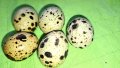 Яйца от пъдпъдъци , снимка 4