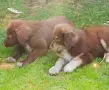 Каракачански кучета, снимка 15