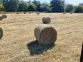 продавам бали сено, снимка 1