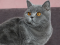 Британски расови котенца, снимка 1 - Британска късокосместа - 44756124