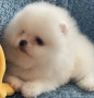 Померан babyface бели пухчета, снимка 3