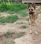Кученца овчарки, снимка 5