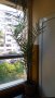 Голяма палма Юка над 2 метра,Канарска финикова , снимка 1 - Градински цветя и растения - 41267458