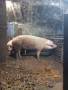 Прасе , снимка 3
