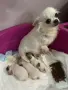 Продавам мини Чихуахуа, снимка 3