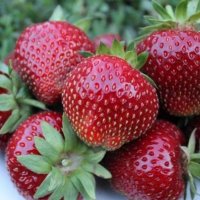 Продавам елитен разсад ягоди и малини , снимка 1 - Разсади - 39922116