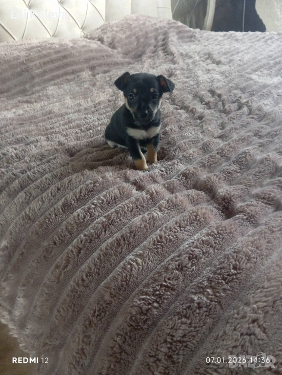 Домашни любимци , снимка 1