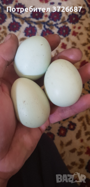 Сини яйца.Амераукана, снимка 1