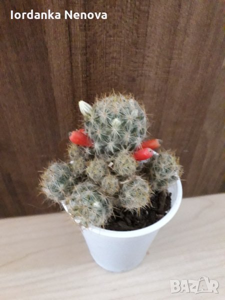 КАКТУС 3, снимка 1