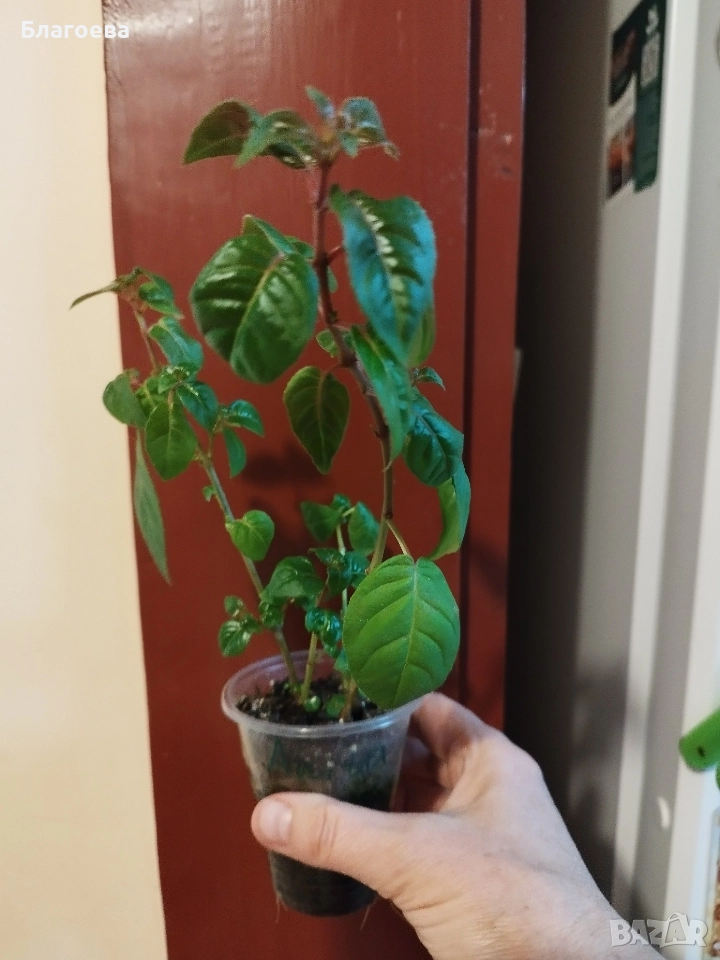 Обичка многогодишна/Фуксия Магеланика розово-цикламена, снимка 1