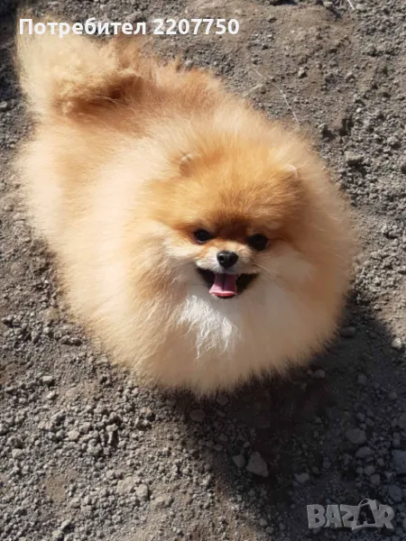Продавам померан , снимка 1