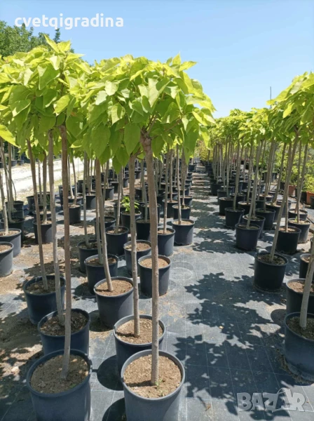 Catalpa bign. 'Nana' (Каталпа Нана), снимка 1