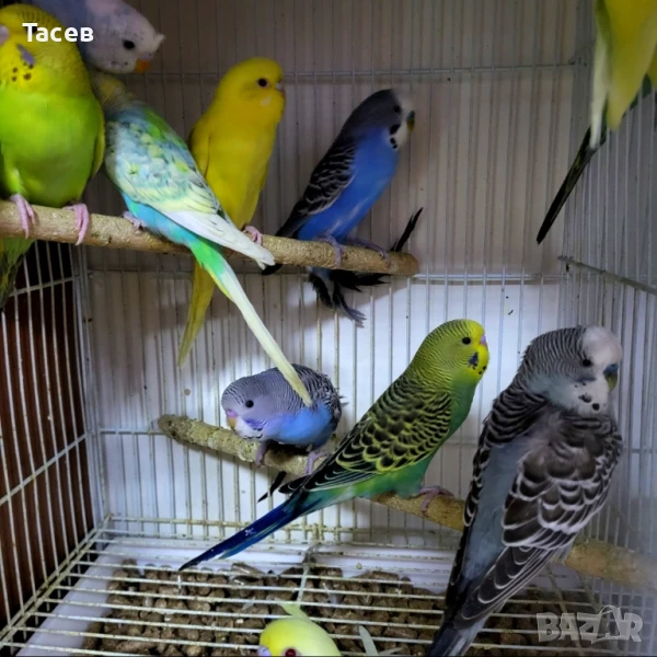 Вълнисти папагали, снимка 1