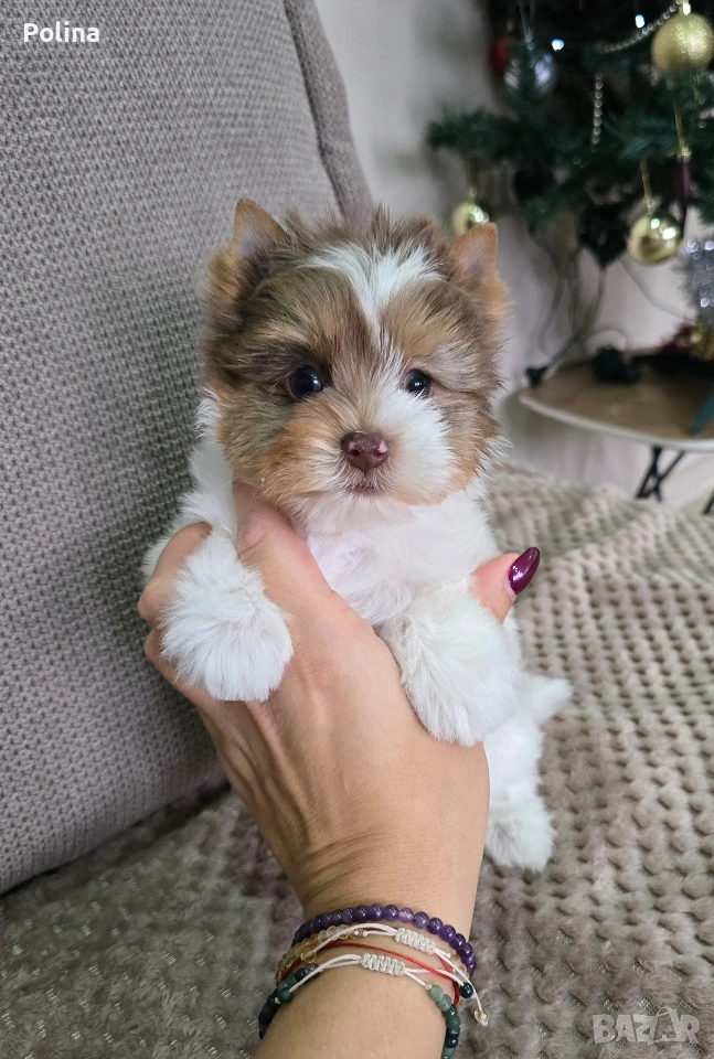 Шокобери момче, снимка 1