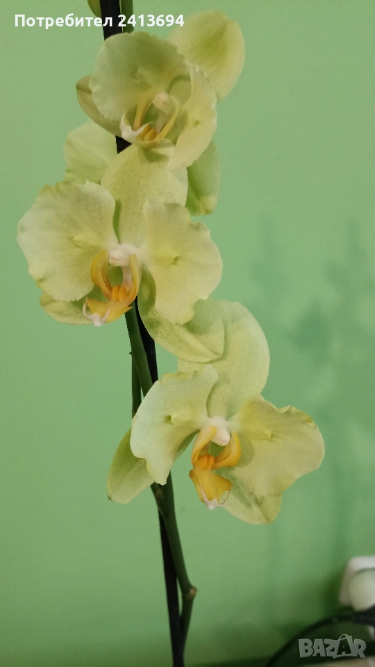 орхидея пелорик , снимка 1