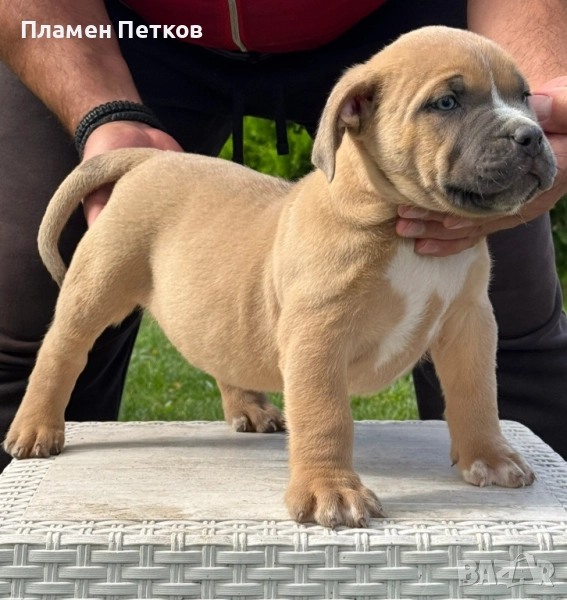 Американско були ХЛ , снимка 1