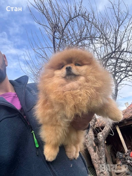 Померан женски, снимка 1