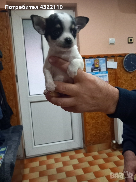 чихуахуа , снимка 1