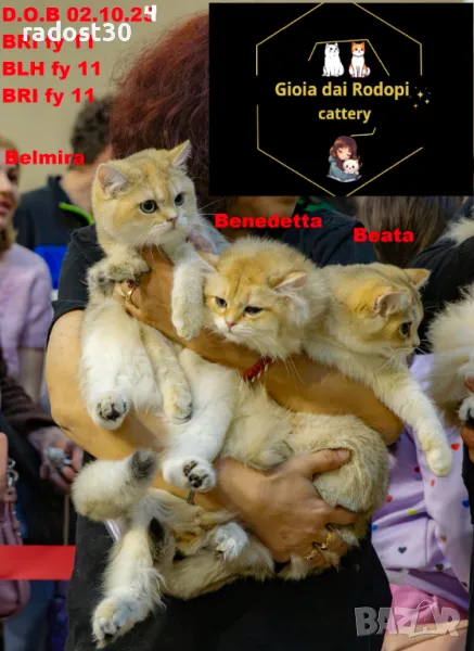 Британски златни чинчили, снимка 1