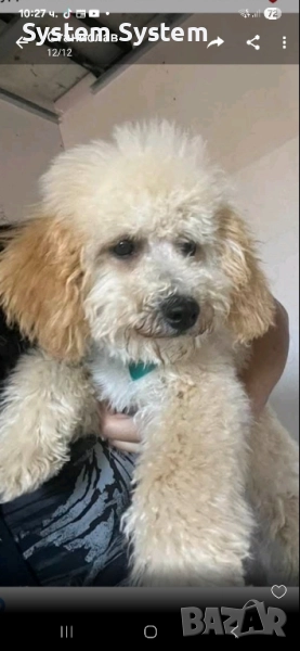 Пудел той пудел , снимка 1