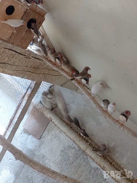 Продавам финки, снимка 1