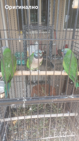 Китайски александър, Голям александър, Розовогърдести Александри , снимка 1