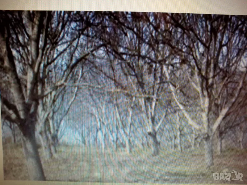 продавам орехови градини, снимка 1