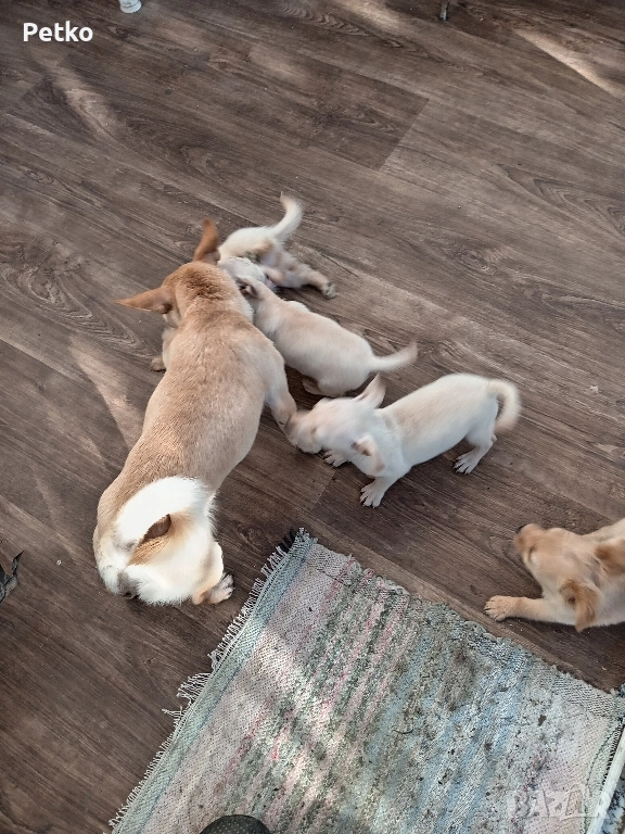 Пинчери, снимка 1