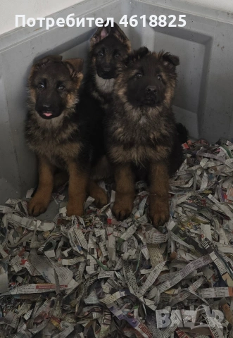 Немски овчарки Топ, снимка 3 - Немска овчарка - 53389024